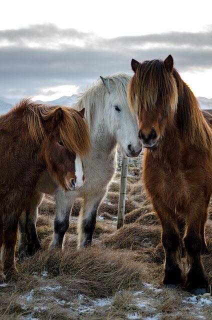 icelandic ponies for sale